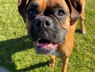 Boxer dog at Dobson Ranch 2020 Winter Bark in the Park event