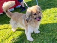 cute small light brown dog at Dobson Ranch 2020 Winter Bark in the Park event