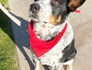 spotted dog with red neckerchief at Dobson Ranch 2020 Winter Bark in the Park event