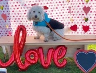 small white dog at photo booth at Dobson Ranch 2020 Winter Bark in the Park event