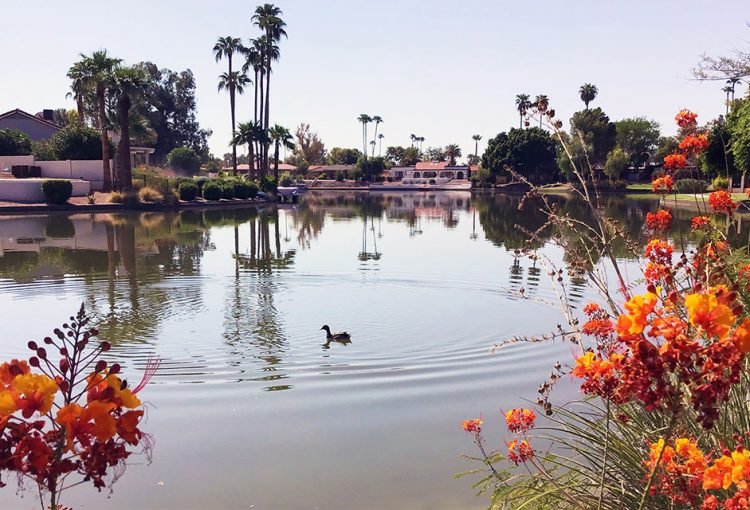 Dobson Ranch lake view with ducks